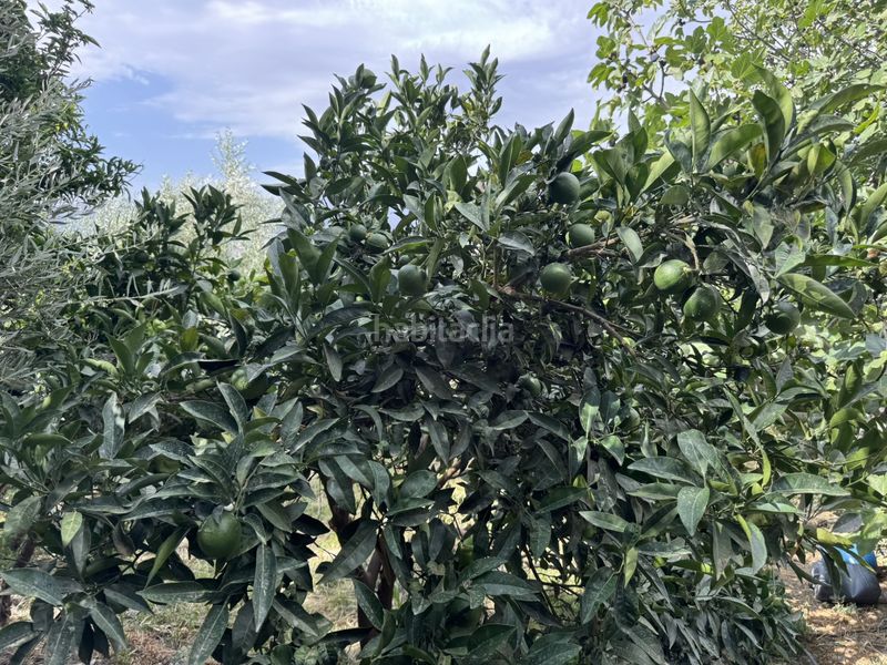 Foto 3cc61723-ced0-4fd4-b036-522e7bfc4c42. Finca rústica a calle lavadero 15 a Ohanes