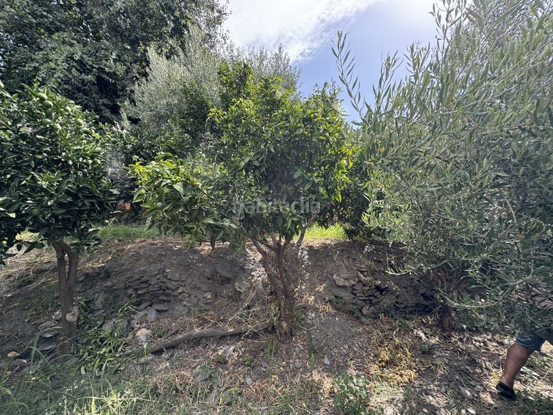 Foto 900c76cb-68f9-4f10-bb64-fa1c4d847167. Finca rústica a calle lavadero 15 a Ohanes