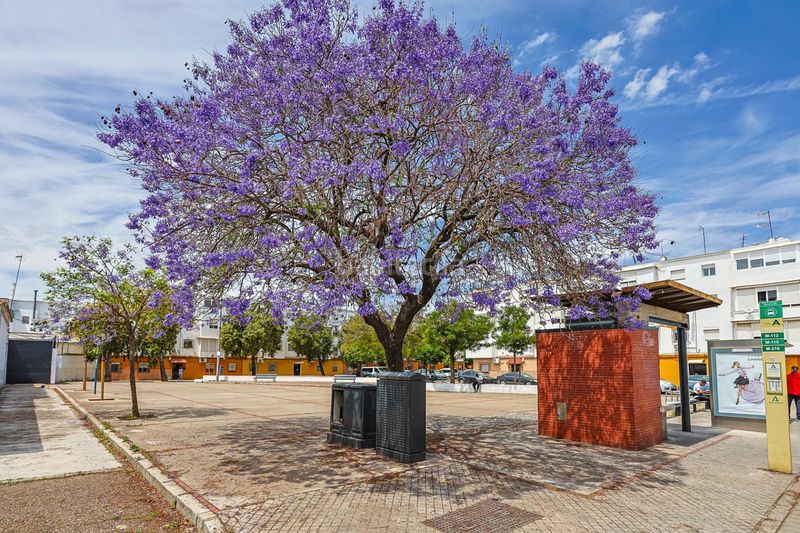 Foto ebd8ba9c-53aa-4ee3-b947-0e632f4f2ea9. Pis a San Jerónimo - La Bachillera Sevilla