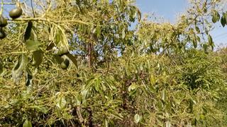 Finca rústica a Lagos. Parcela rustica rio gui