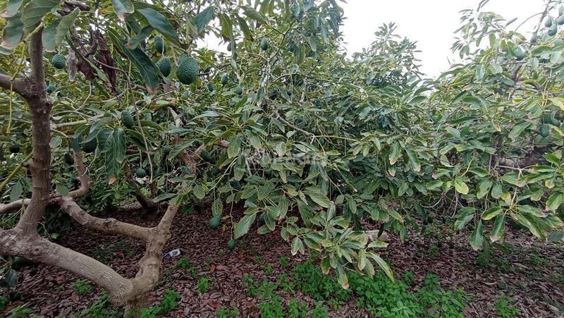 Foto 1d399b6b-6b97-4e6b-b137-fbc77a504308. Finca rústica a Lagos