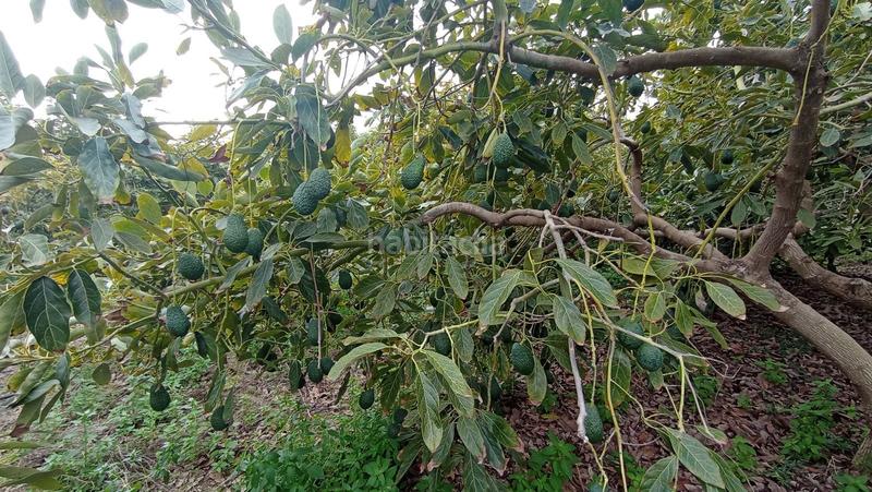 Foto 44cbb2b7-cd95-4c1f-af6a-0ca997d6fee1. Finca rústica a Lagos