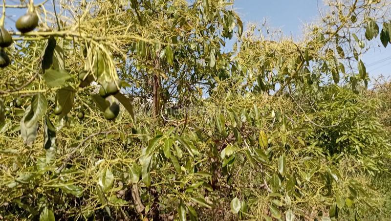 Foto 5b49a381-896b-44e0-996c-587193f74ad0. Finca rústica a Lagos