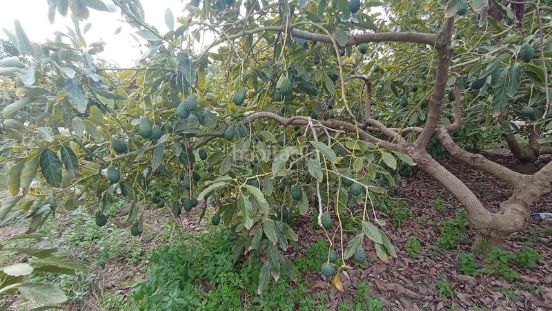 Foto 6c43bde6-0ed4-4bc9-b054-989051766959. Finca rústica a Lagos