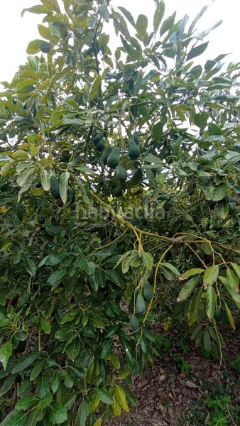 Foto d588f6fa-905f-41ca-983d-ec37006b4075. Finca rústica a Lagos