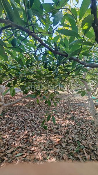 Foto 0ccdd9c7-9895-46f8-9225-da7fe9fe63f8. Finca rústica a Lagos