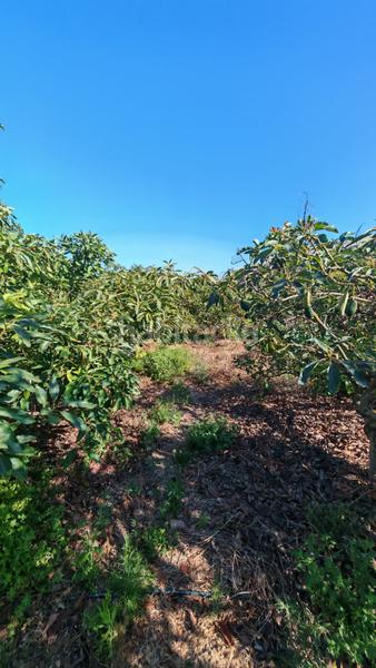 Foto 12a74810-6346-488f-8ef2-168d47784b10. Finca rústica a Lagos