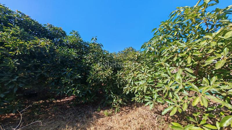 Foto 5b44f21d-ad10-4f43-af2a-23324a205ba9. Finca rústica a Lagos