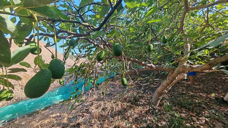 Foto ce85a7ec-8b1a-4cd5-aaca-dac4434fe7b3. Finca rústica a Lagos