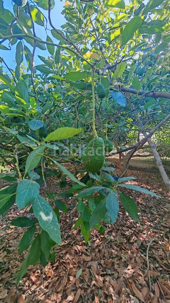 Foto d81baaf6-3cd3-4249-9fab-1c2b090433e7. Finca rústica a Lagos