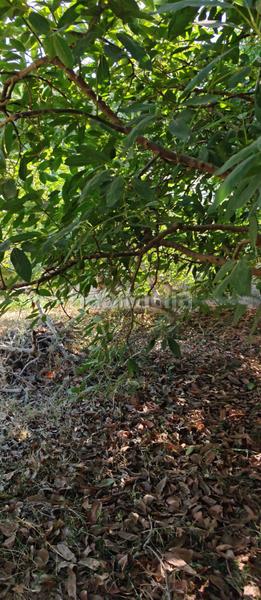 Foto dc8e340d-f4c2-4d7f-a364-60f43ef602a6. Finca rústica a Lagos