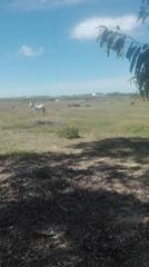 Masia  Camino hinojos. A la venta terreno rstico en bollullos del condado