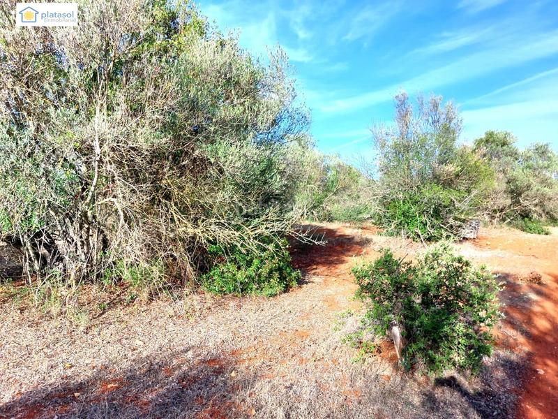 Foto bb2a2b34-0be3-485c-8b3e-4c2a0c33e050. Propriété dans Gerena