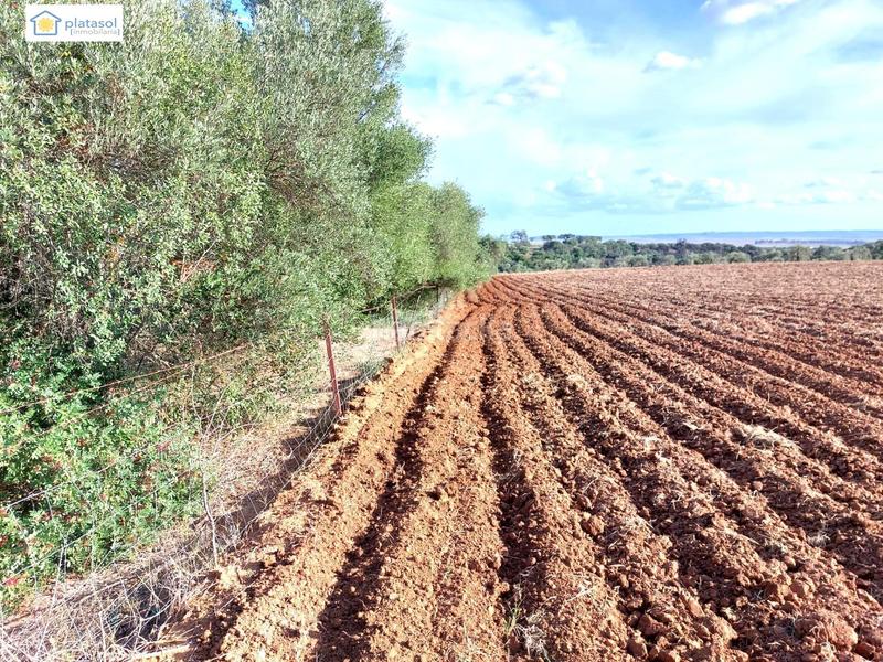 Foto e681b557-3075-4faf-bbf9-d4fbbe1313cc. Propriété dans Gerena