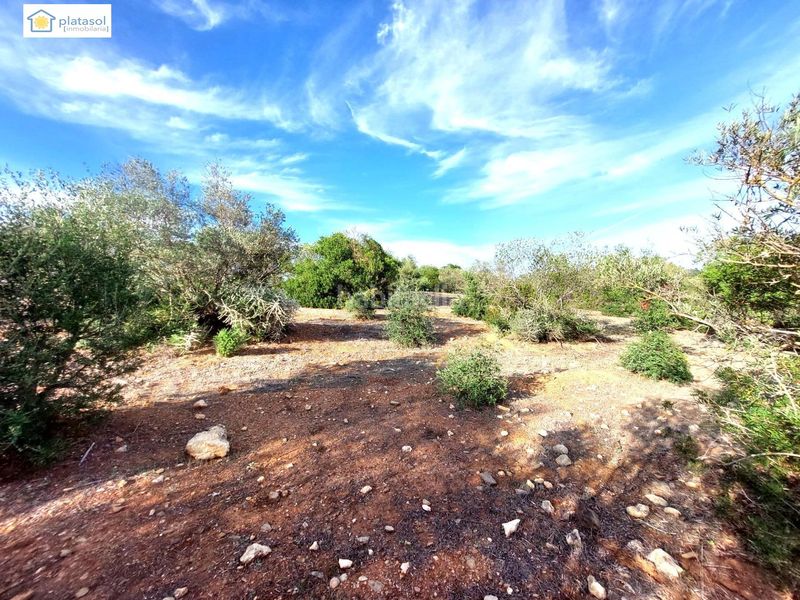 Foto 559104ae-3356-4e5a-a663-458e9c2d9c0c. Finca rústica a Gerena