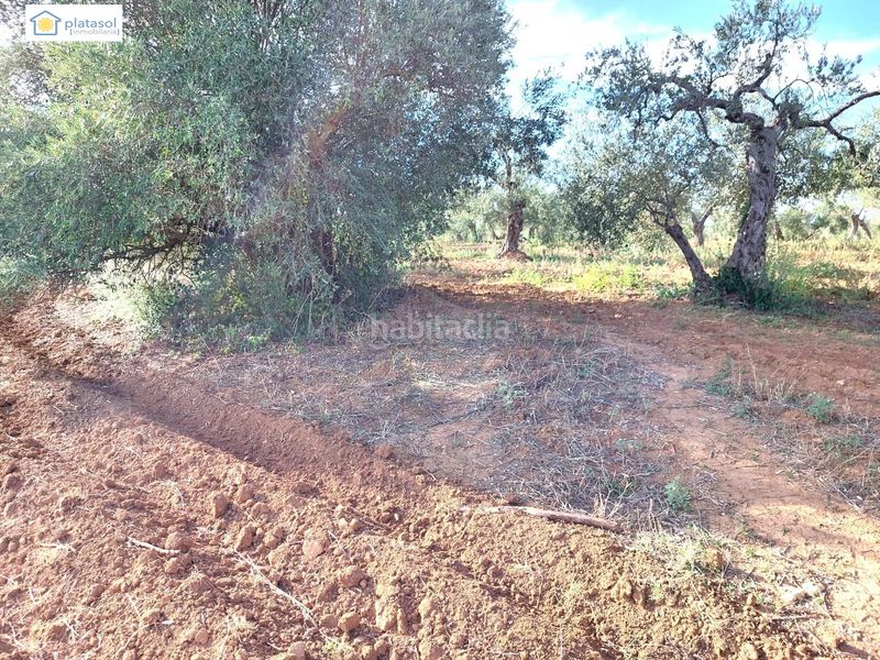 Foto 5a08a25d-862c-4175-8874-16074106a708. Finca rústica a Gerena