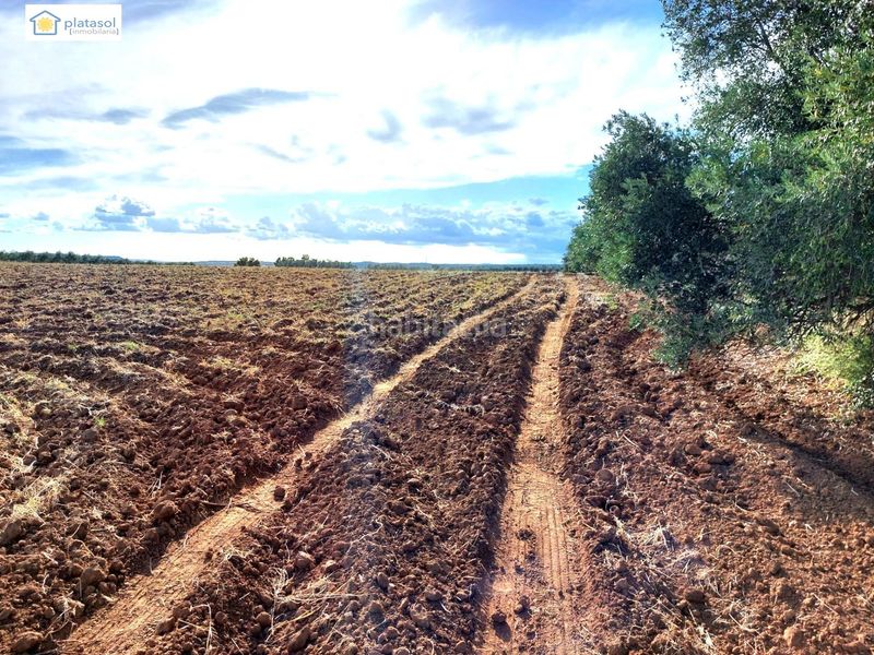 Foto 5e0bdde9-d28c-4602-bb5c-11a2aec78575. Finca rústica a Gerena