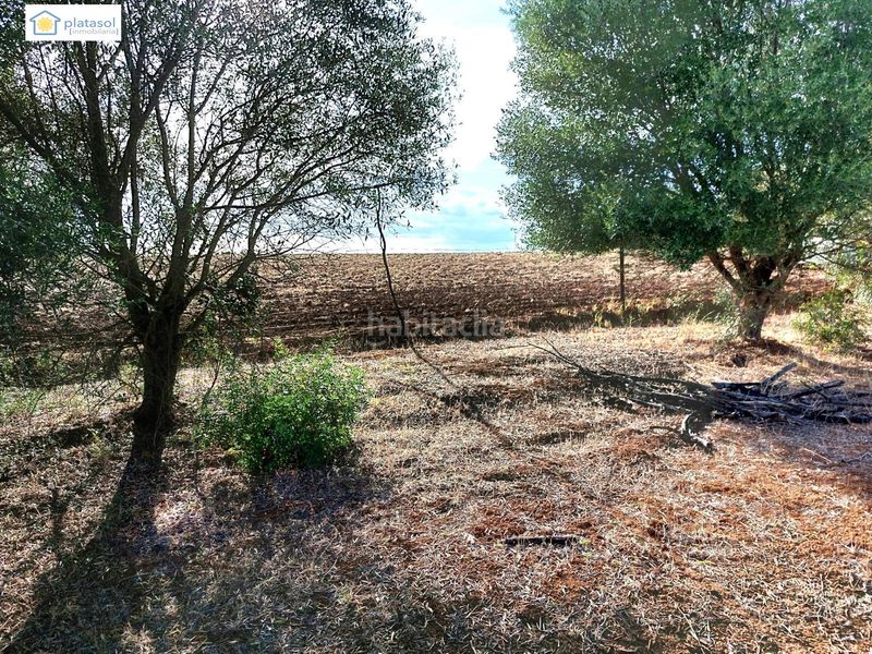Foto 6b2d2cb5-cf17-4a72-9306-2e239dd7001c. Finca rústica a Gerena