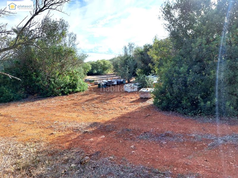 Foto f9db8aa6-cf97-455c-b3fc-c305ea3e1366. Finca rústica a Gerena