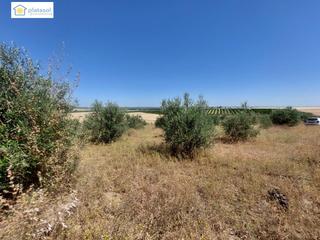 Finca rústica a Olivares. Venta de finca rustica