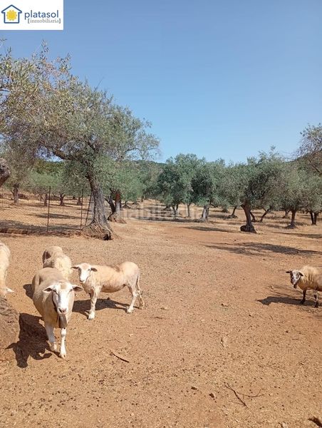 Foto 9ddd4dd1-4b73-4f22-887a-b59d74755d63. Masía finca rústica de recreo en Higuera de la Sierra