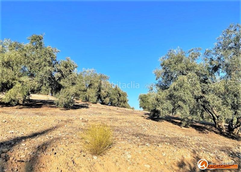 Foto 15b5b36c-0a1a-4afb-9b01-4e87173df481. Rural plot in las carboneras altas in Villanueva del Rosario