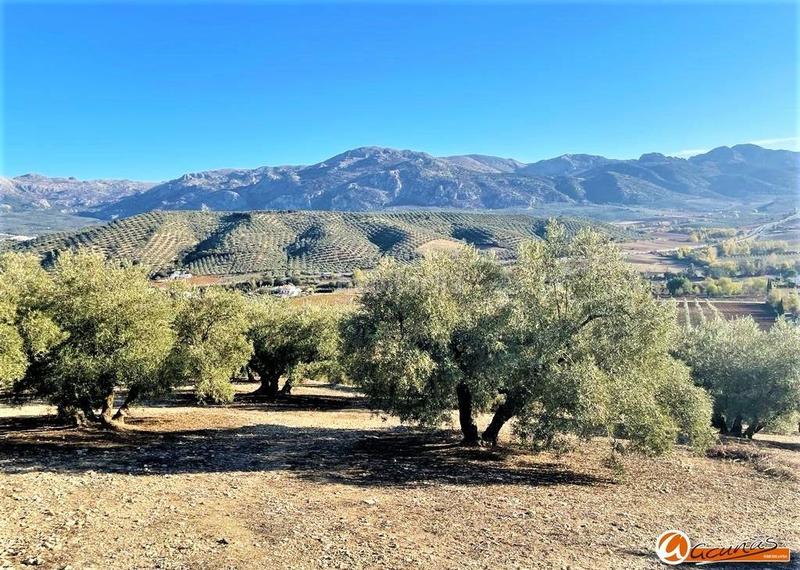 Foto 75ef7dd4-8215-4d83-a4d1-84df907c5b1d. Rural plot in las carboneras altas in Villanueva del Rosario