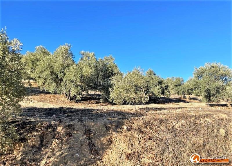 Foto ad75640a-3d6c-4699-882a-fcdd4b618830. Rural plot in las carboneras altas in Villanueva del Rosario