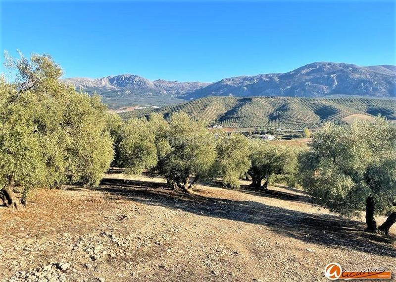 Foto d827cafa-e8e4-4878-a9cc-c33785cb2d83. Rural plot in las carboneras altas in Villanueva del Rosario