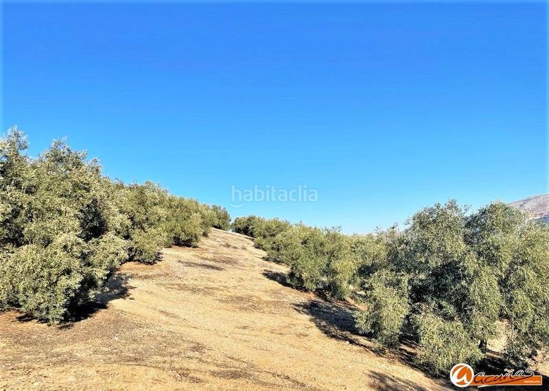 Foto e10a734e-d5ad-48c2-81b3-6526448184ee. Rural plot in las carboneras altas in Villanueva del Rosario