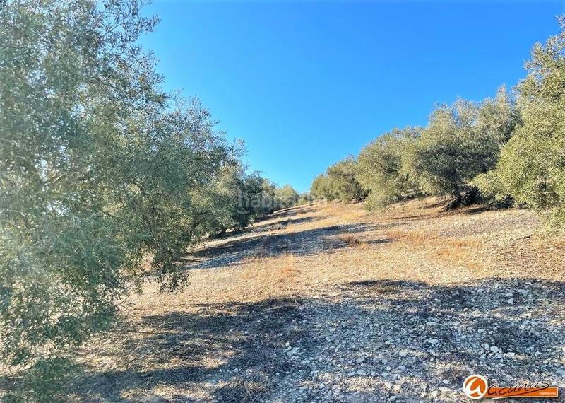 Foto e9eba925-9d47-4690-acc1-51408a0317d3. Rural plot in las carboneras altas in Villanueva del Rosario