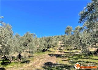 Finca rústica a De la cañada honda. Terreno en paraje de la cañada honda, villanueva del trabuco