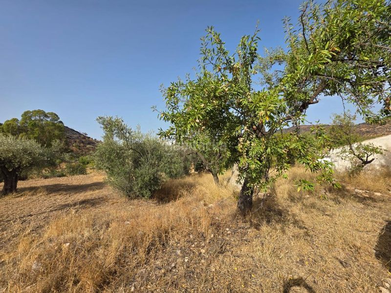Foto c3f8d7f6-58ad-4ef2-9df6-494795be66a5. Casale in Bédar
