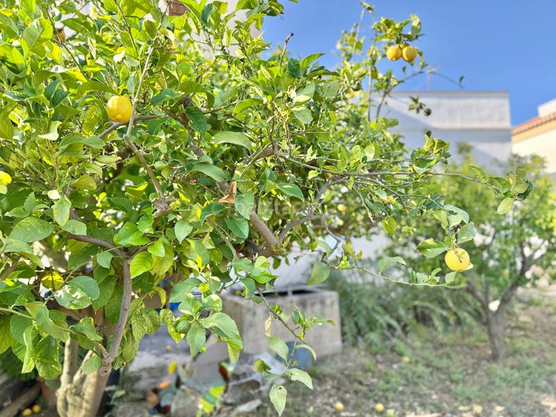 Foto c041ed5a-a50b-4860-ac8c-6a3ff13727c3. Maison dans calle el rey dans Berja