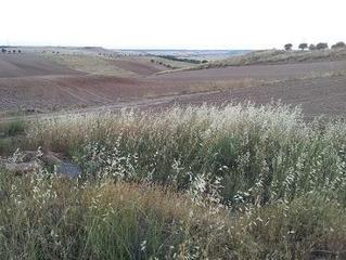 Terrain résidentiel  Urbanizable. Terreno urbanizable en transformacion en tortola de henares, gua