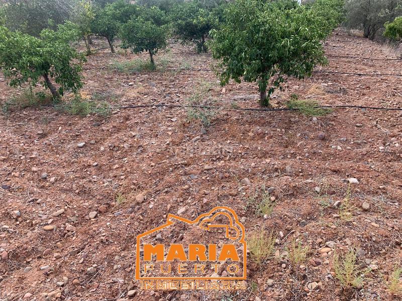 Foto 55dda846-f8b1-4087-a179-f7735435a5df. Finca rústica en Campanillas Málaga