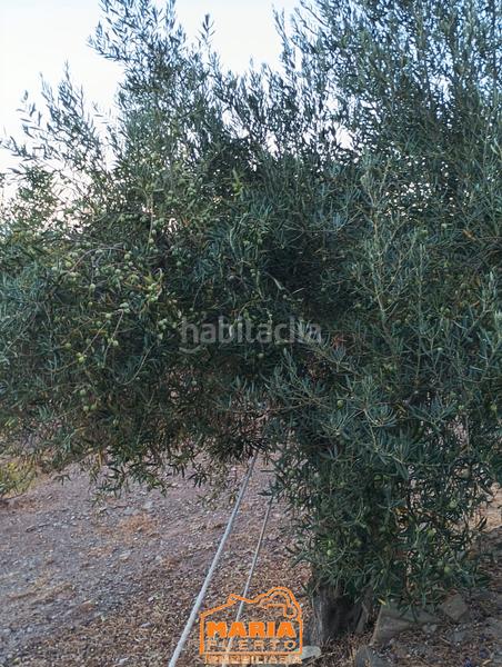 Foto 8be83fe5-283d-4211-8495-52e1837a9014. Masía finca rústica con casa en Almogía