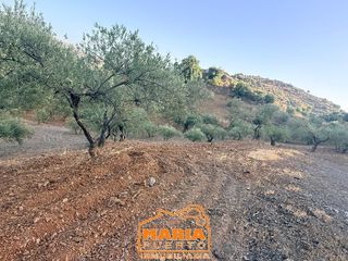 Landgut in Almogía. Parcela rústica en venta