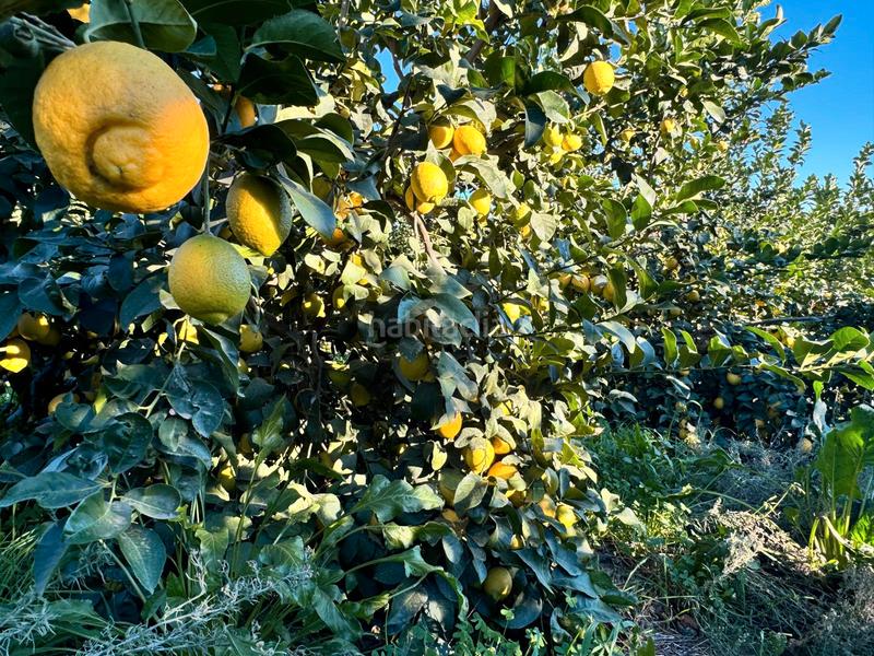 Foto 5bc10dbb-2dc8-4697-a95c-08c21ce320aa. Casale in Pizarra