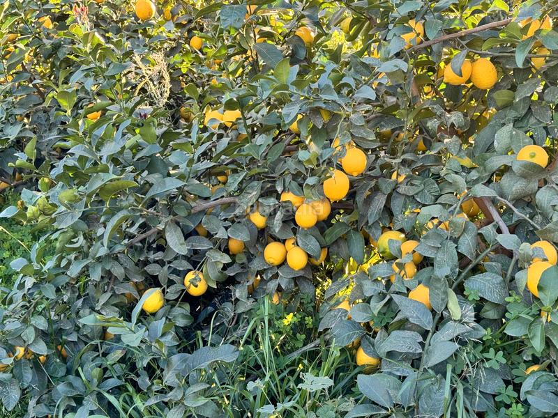 Foto 86ecee7c-28b9-4cda-8b34-b49ffa8038d6. Casale in Pizarra