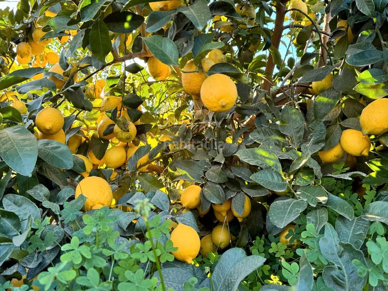 Foto 8882b22a-8e4e-4e0c-8725-5342aac05713. Casale in Pizarra