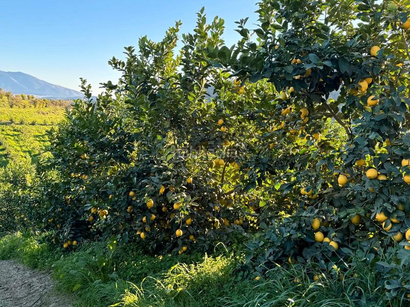 Foto b26a68f4-9e5a-4e4c-b4d6-64790d207f6a. Casale in Pizarra