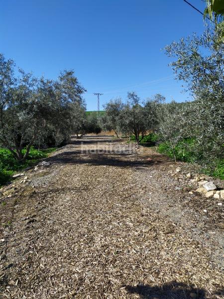 Foto e7bf5861-cfa1-4380-a5c0-c2d791bd154e. Terrain résidentiel dans Álora