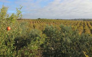 Finca rústica a Parque Atlántico - Ronda este. Impresionante finca rural de 14 hectáreas con explotación agríco