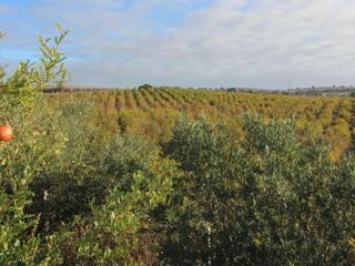 Finca rústica a Parque Atlántico - Ronda este. Impresionante finca rural de 14 hectáreas con explotación agríco