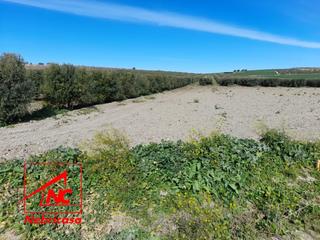 Residential Plot in Lebrija. Se vende parcela de secano con riego y olivos en producción.opor