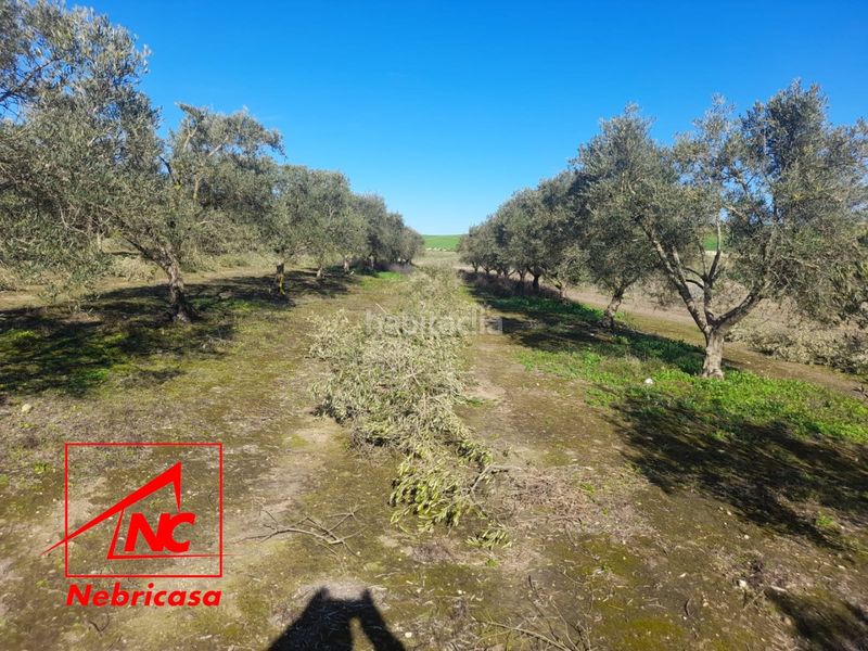 Foto 07fe0db5-b85d-41e2-ac98-de5752b2c290. Residential plot in Lebrija