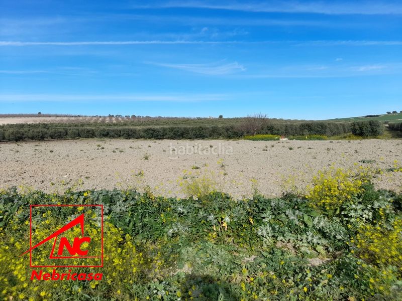 Foto 2ec28465-3631-4918-94dd-ba4f300ad5d3. Residential plot in Lebrija