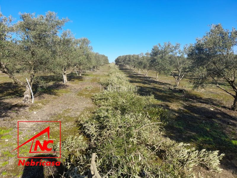 Foto 587f8813-6c09-4edb-9f3f-63af0f8e5fba. Residential plot in Lebrija