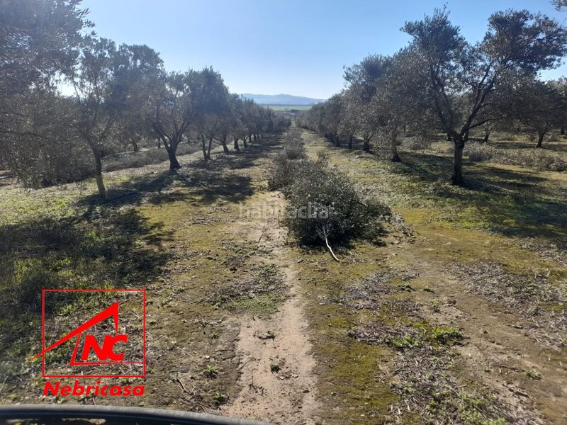 Foto 8a1601a5-8f1c-4ff7-95b5-824ea276ebd0. Residential plot in Lebrija